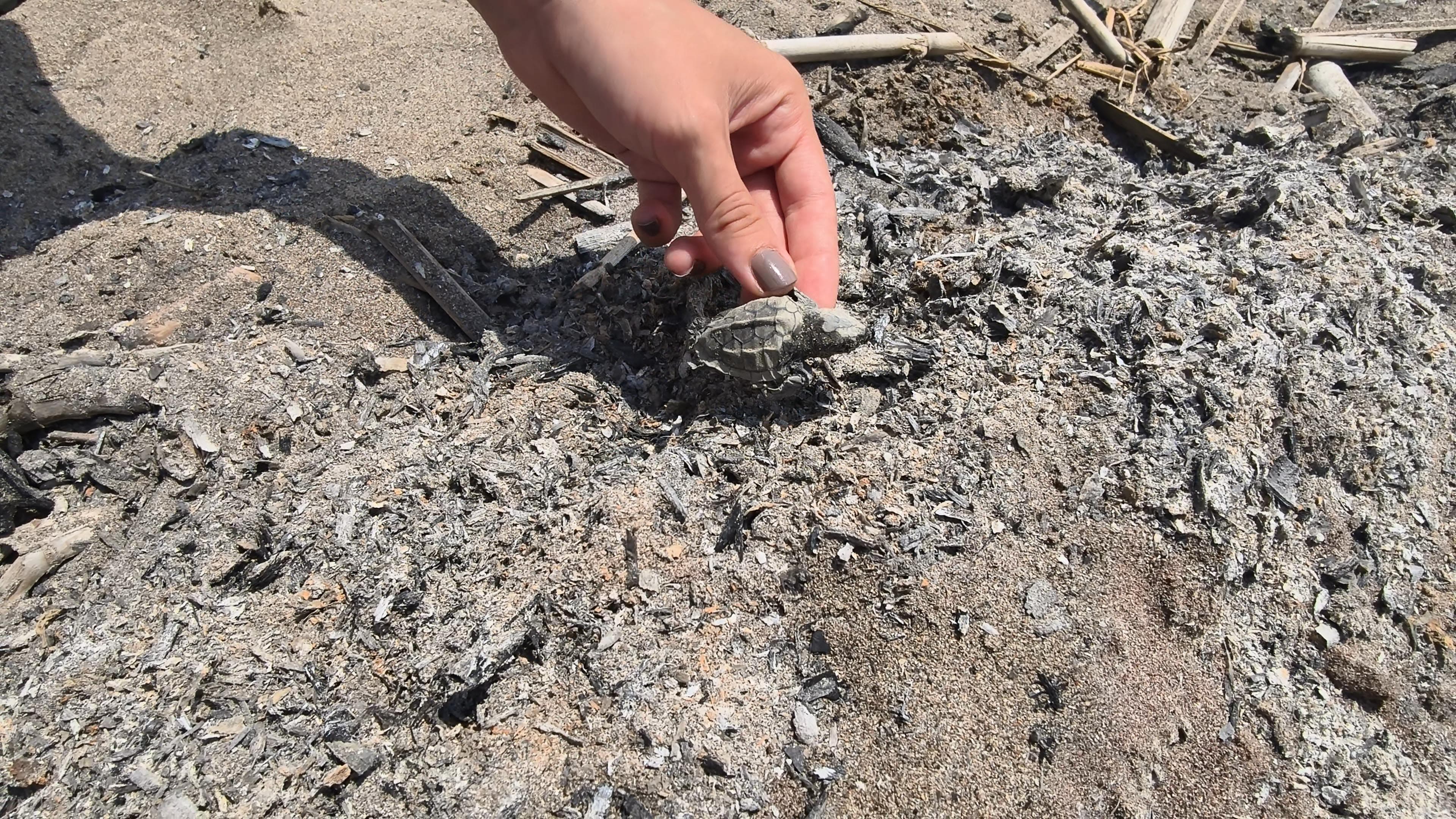 Antalya sahilinde yavru caretta yanarak can verdi