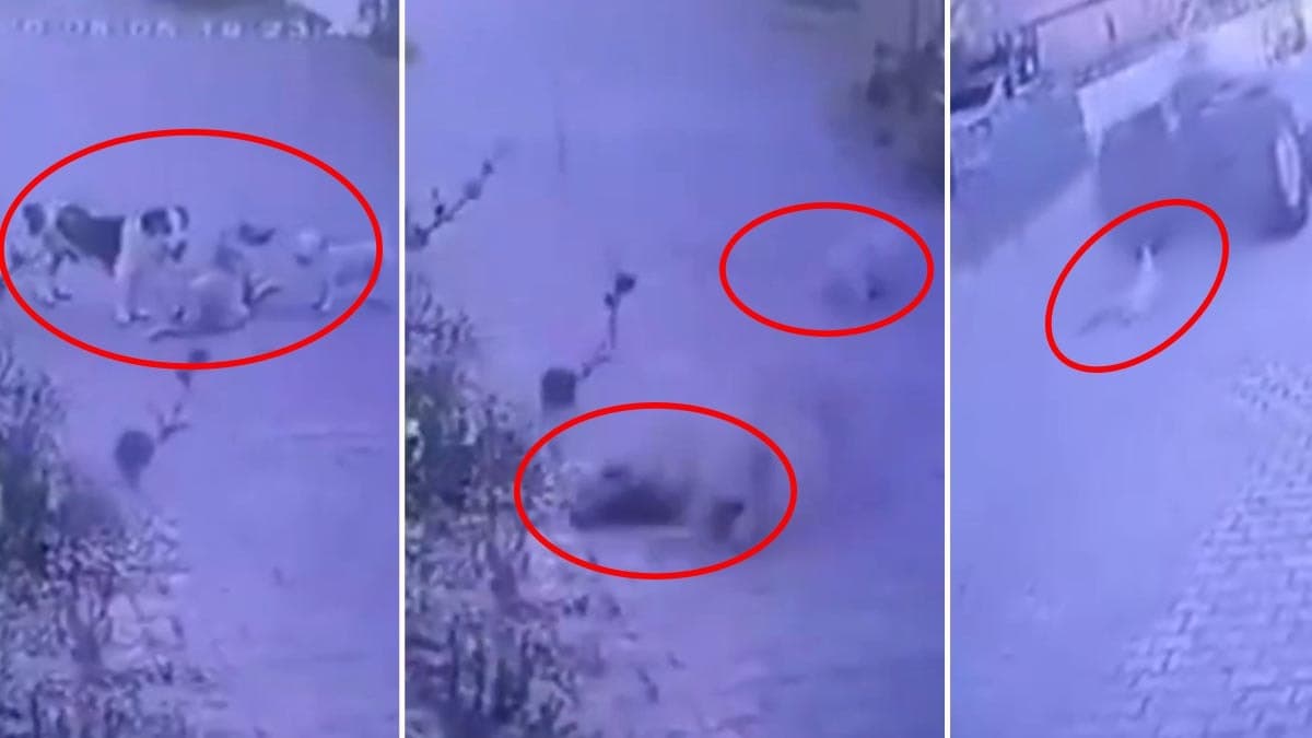 Sokak köpeklerine kurşun yağdıran şahıs kameralara yakalandı