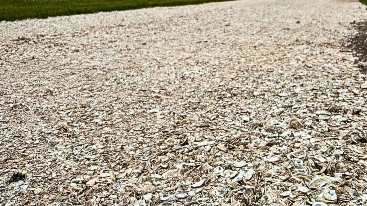 Çöpe gitmekten kurtardığı malzemelerle devasa bir kalkan inşa etti