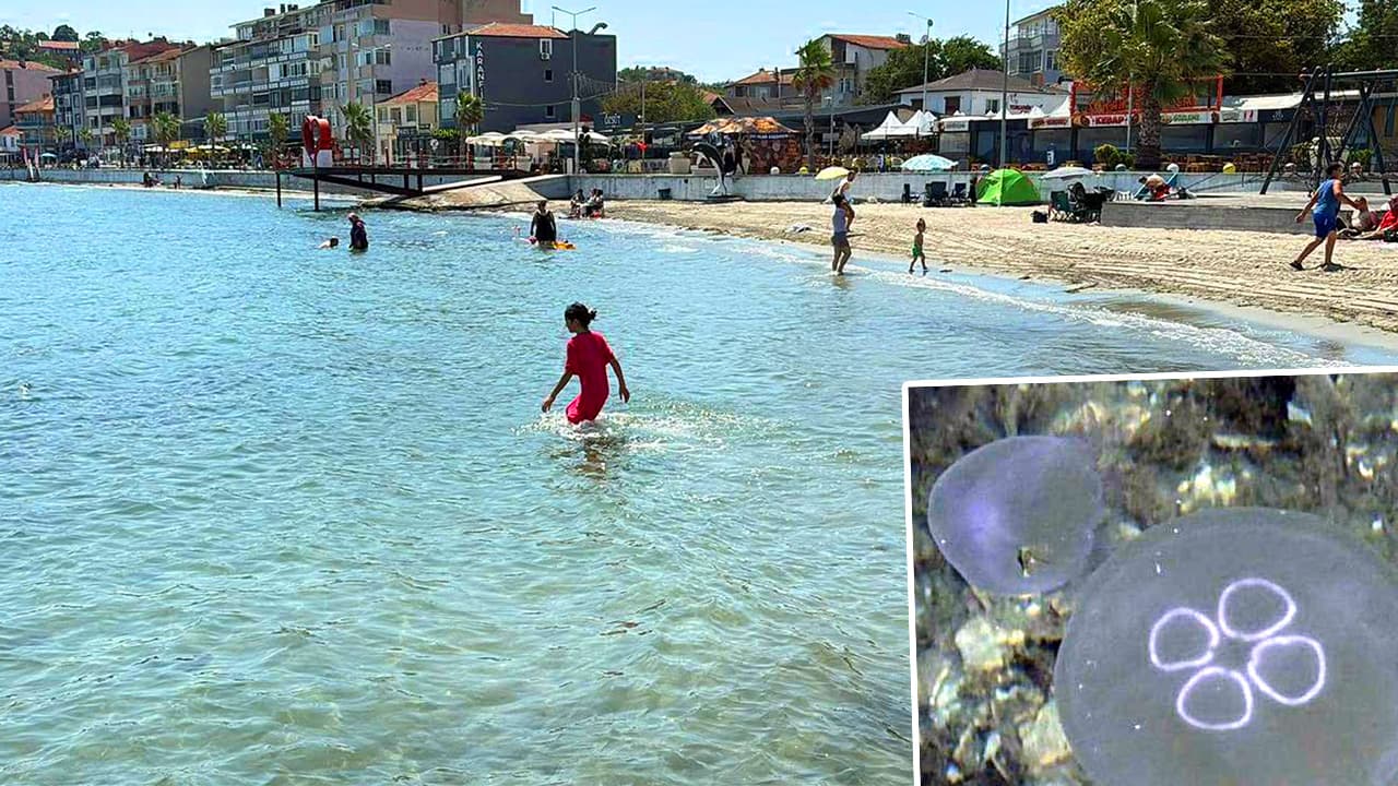 Marmara Denizi'nde denizanası kabusu: Sahilleri istila ettiler, uzmanlar uyardı