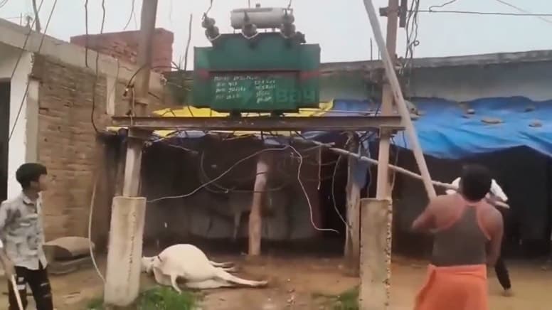 Hindistan'da elektrik faciası: Akıma kapılan inek telef oldu, köylülerden trafo tepkisi