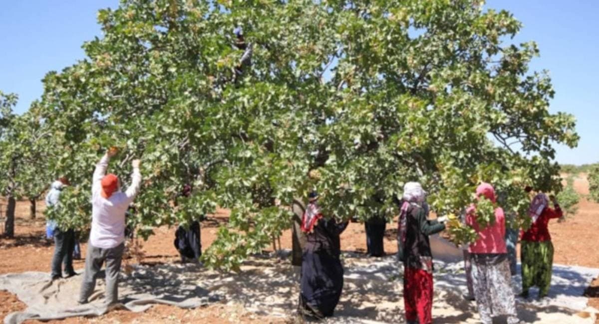 Askerlikten getirdiği fidanla köyünün kaderini değiştirdi: 66 yıldır rekor hasat alıyor