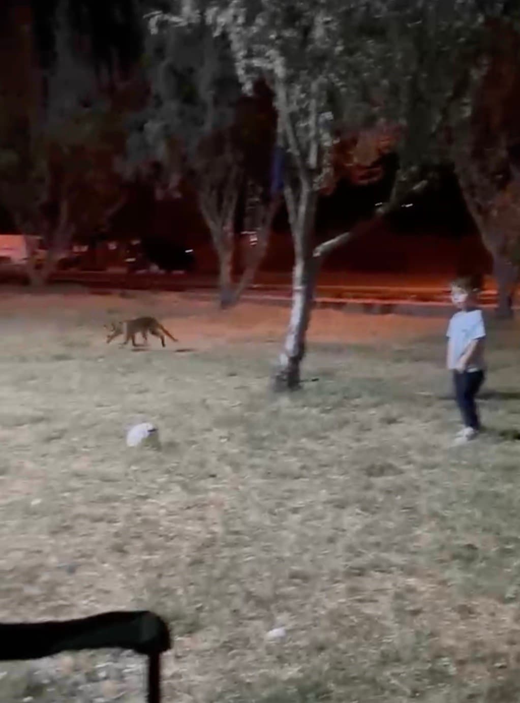 Çanakkale'de ilginç anlar: Parkta tilki, 3 yaşındaki çocuğun topunu çaldı