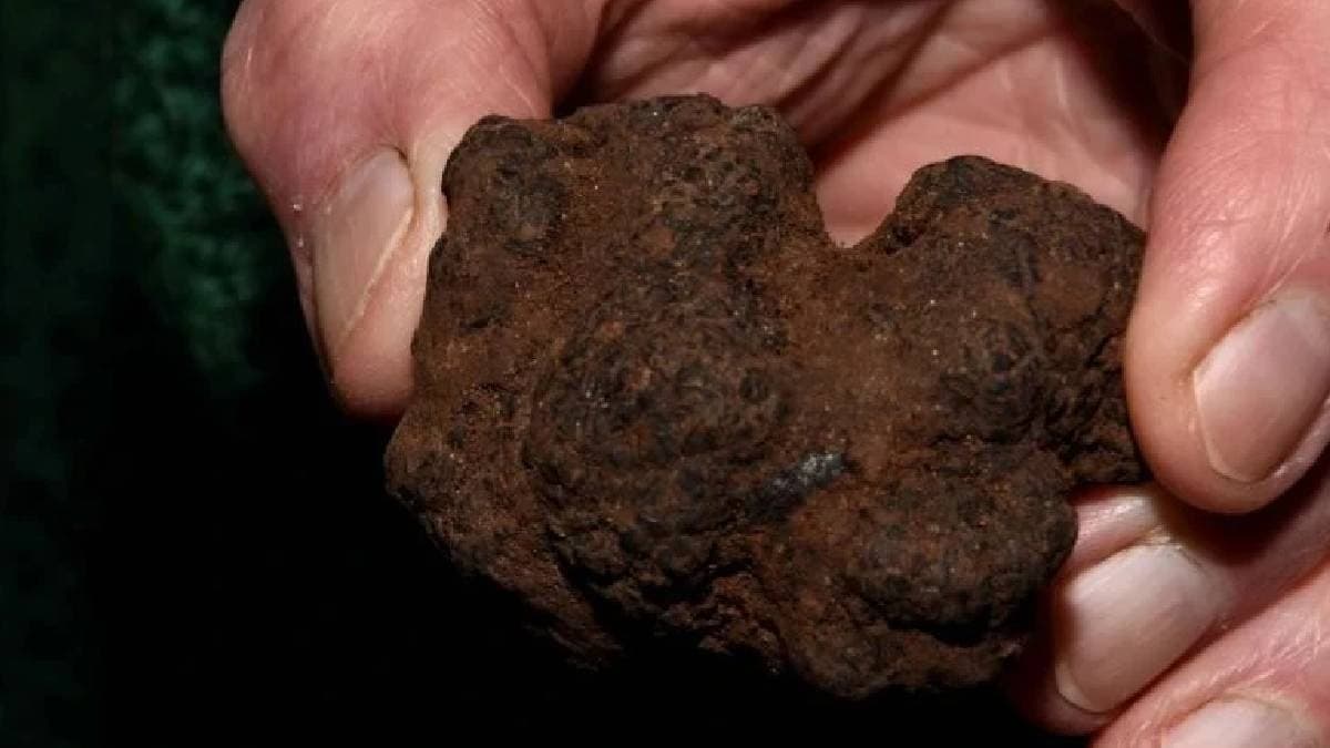 Türkiye'nin 'Siyah Elması' Trüf Mantarı: Bulan Zengin Oluyor