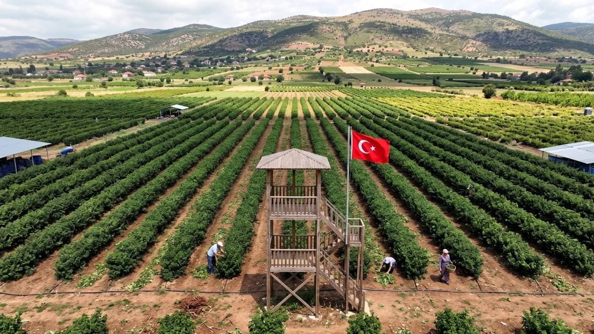 Dünyanın en pahalı hasatı başladı: Damla damla toplanan ürün 666 bin TL'den alıcı buluyor