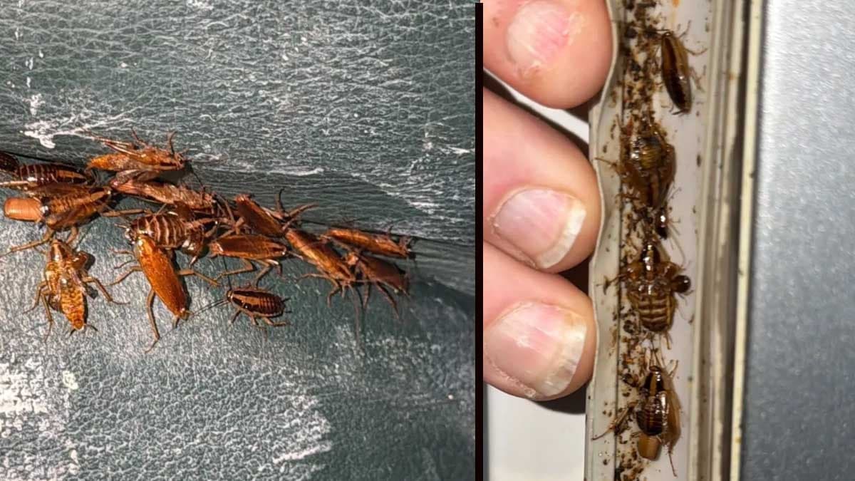 Kabus gibi görüntü: Prizlerden ve mikrodalgadan yüz binlerce hamamböceği fışkırdı