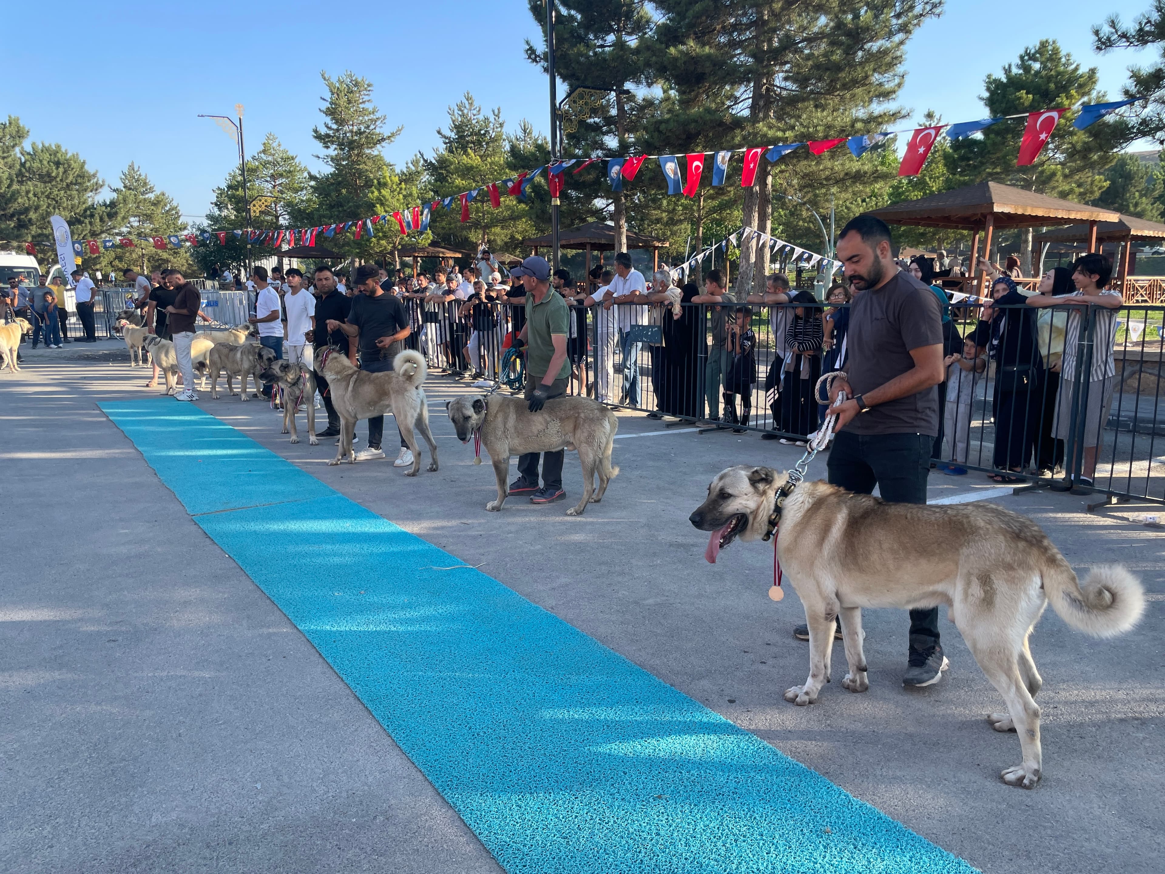 Sivas'ta Kangallar güzellik yarışmasında sahne aldı: 22 ilden 253 köpek yarıştı