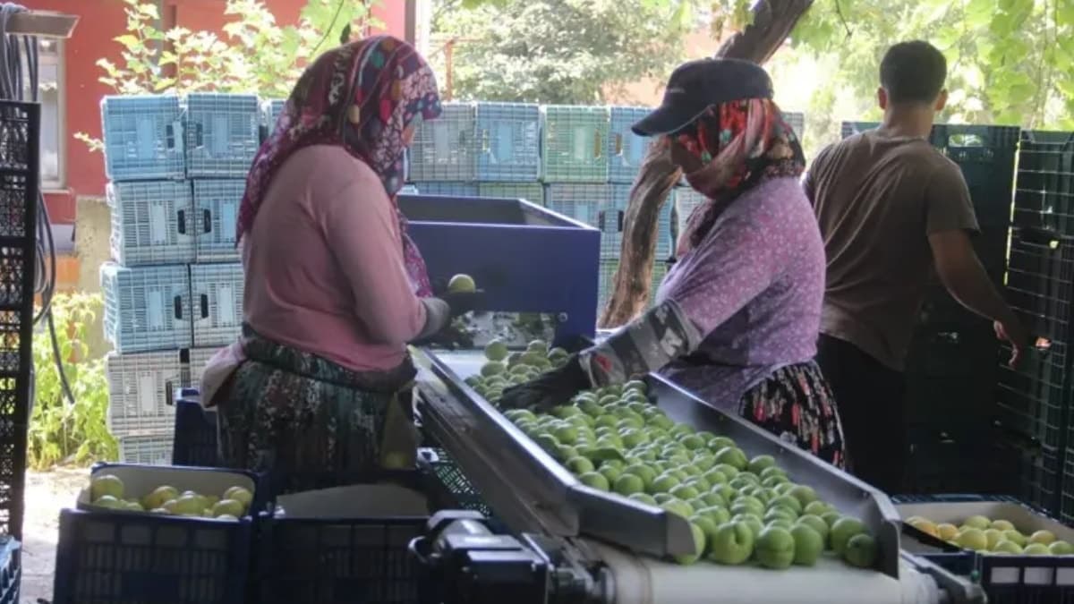 Yüreklere su serpen hasat: Kilosu 100 liradan alıcı buluyor, 10 bin tonluk rekolte hedefleniyor