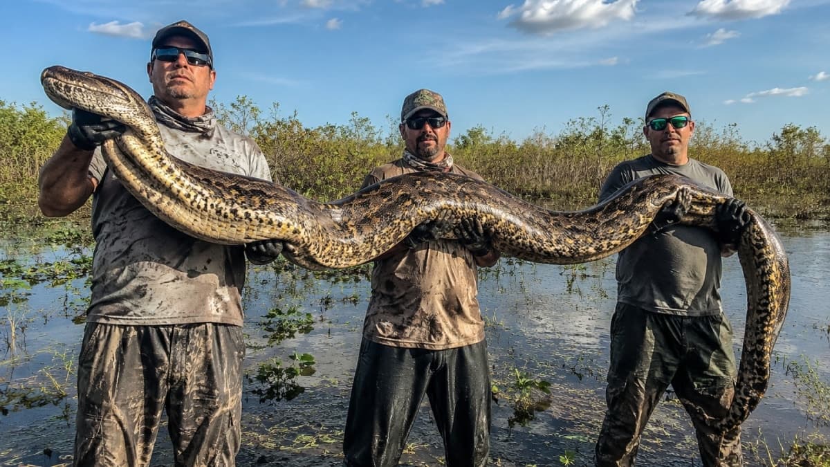 Florida Piton Avı Şampiyonası'nda 10 Günde 280 Yılan Yakalandı