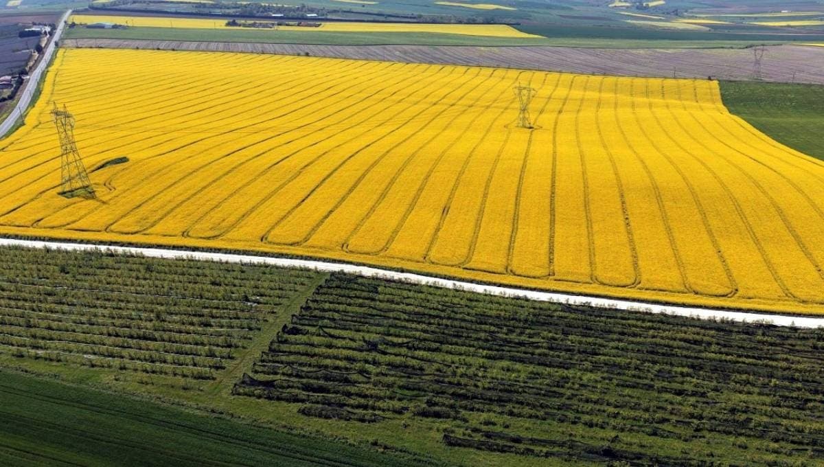 Çiftçilerin yeni gözdesi 'sarı altın' oldu: Kazancı duyan tarlaya koştu