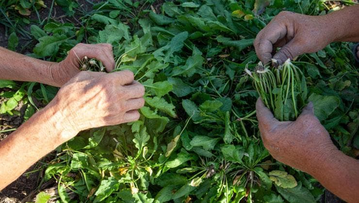 Tere Otunun Şaşırtıcı Faydaları: Akciğerlerden Böbreklere Kadar Doğal Şifa